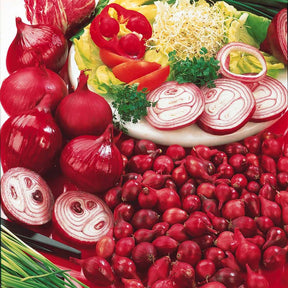 Zwiebel 'Rote Braunschweiger' - Willemse