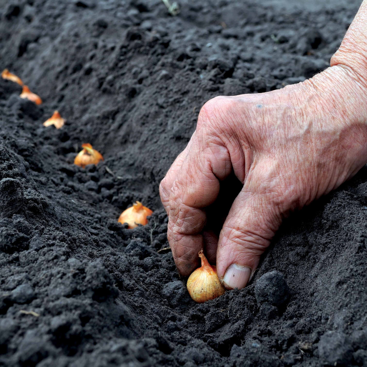 Allium cepa de brunswick - Zwiebel 'Rote Braunschweiger' - Zwiebelzwiebeln