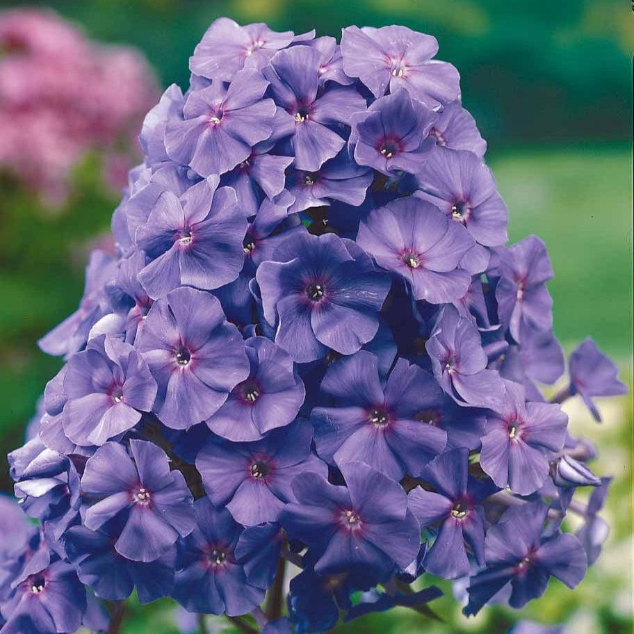 Flammenblume 'Amethyst' - Phlox paniculata Amethyst - Willemse