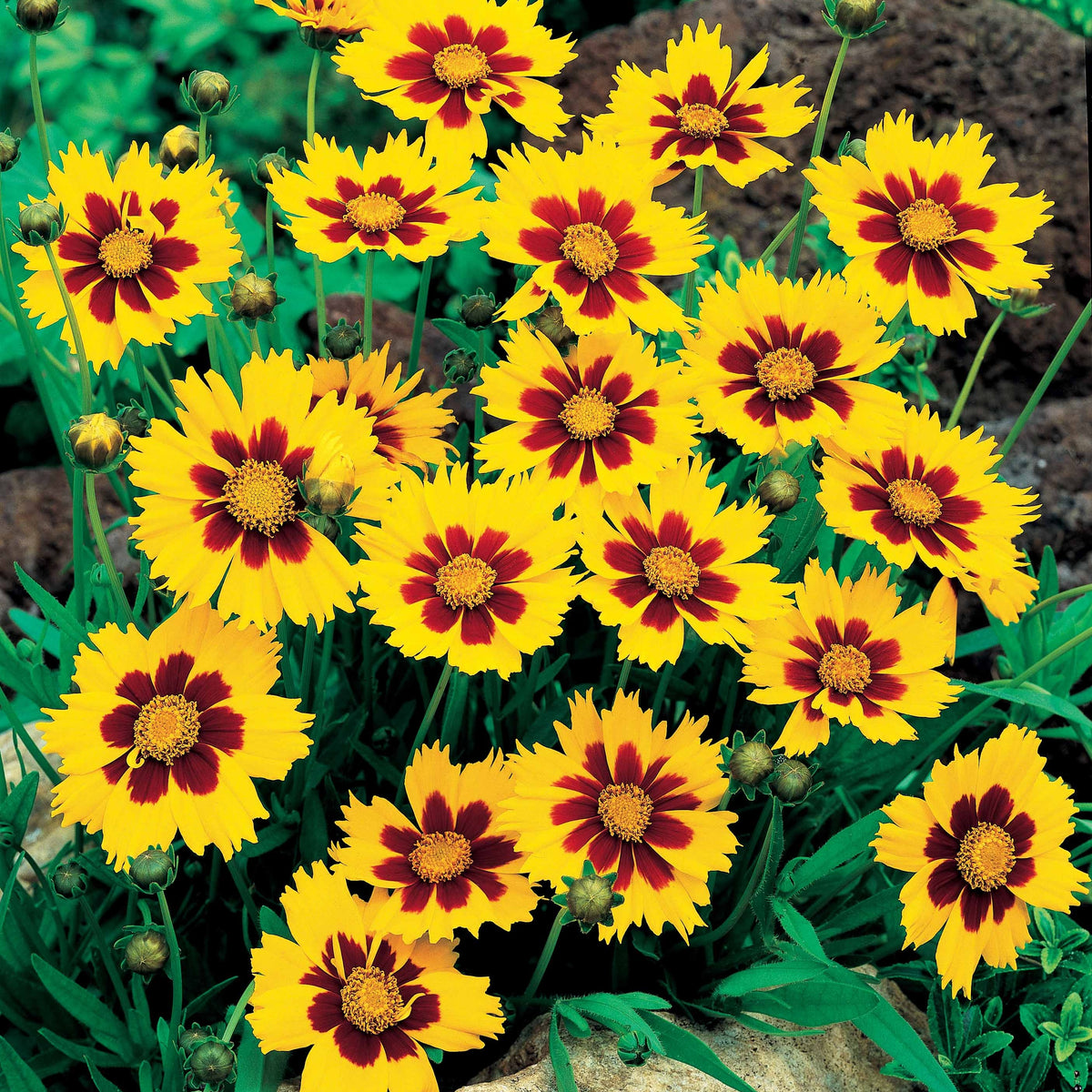 Coreopsis lanceolata Sterntaler - Mädchenauge - Mädchenauge
