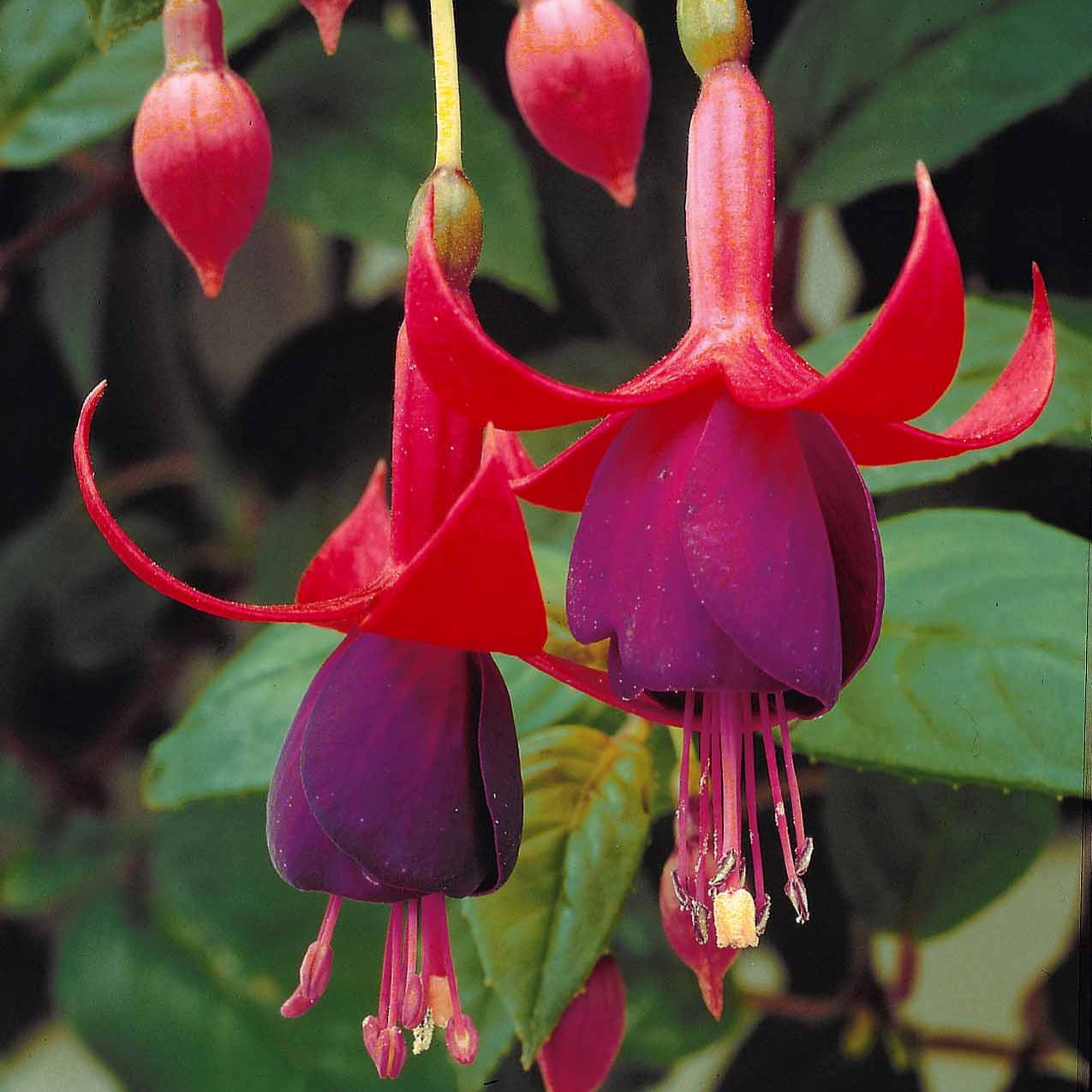 Fuchsia brilliant - Fuchsien Brilliant (x3) - Fuchsien
