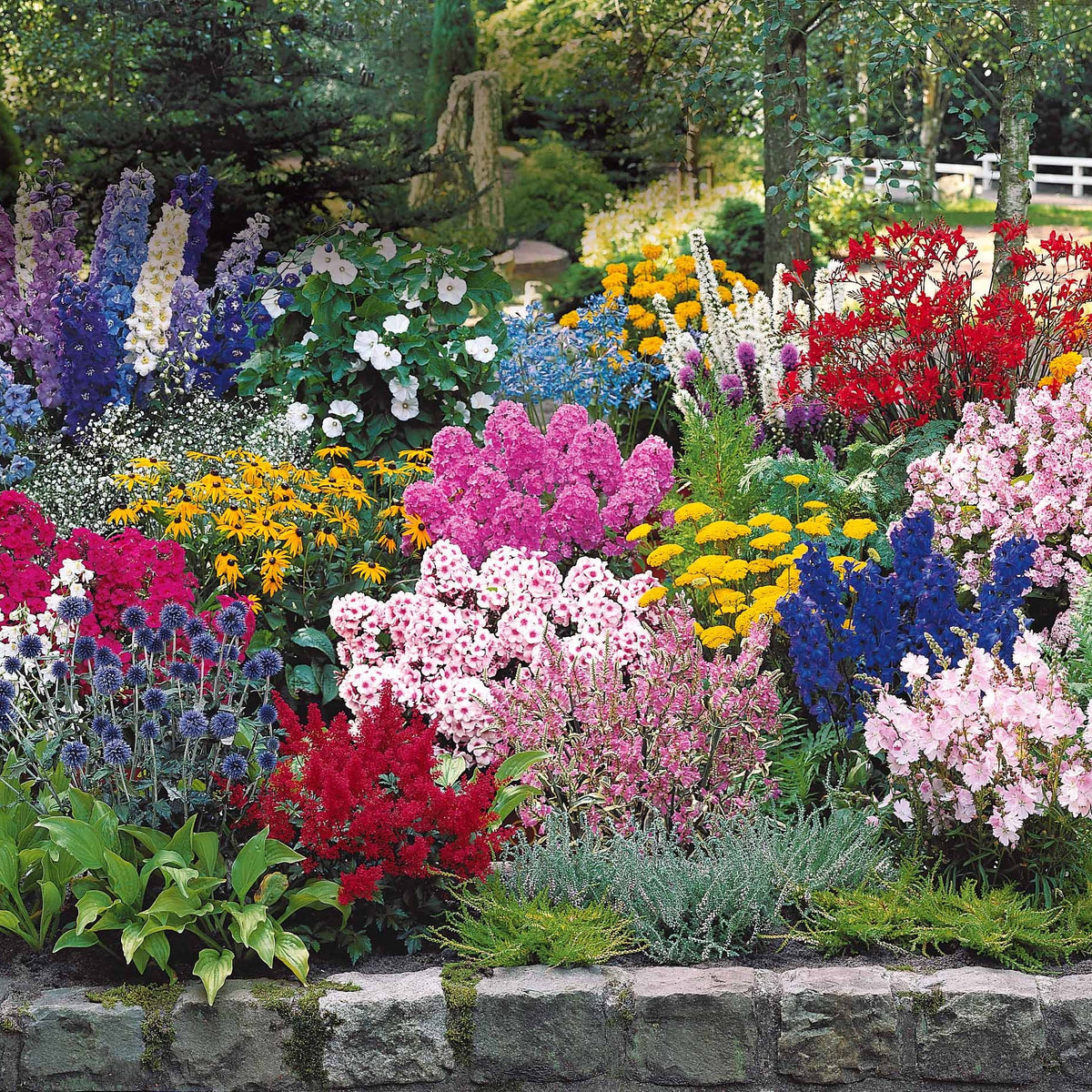 Massiv mit 50 sortierten Stauden - Fläche ca. 6 m2 - Delphinium, Phlox, Liatris, Gypsophila, Rudbeckia, Physostegia, Astilbe, Achillea - Willemse