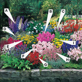 Massiv mit 50 sortierten Stauden - Fläche ca. 6 m2 - Willemse