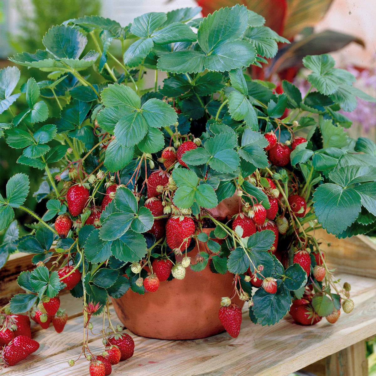 Erdbeere Maestro ® VOC 89.98.1 - Fragaria maestro ® cov 89.98.1 - Willemse