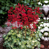 Purpurglöckchen-Hybriden Hercules ® (x3) - Heuchera hercules - Willemse