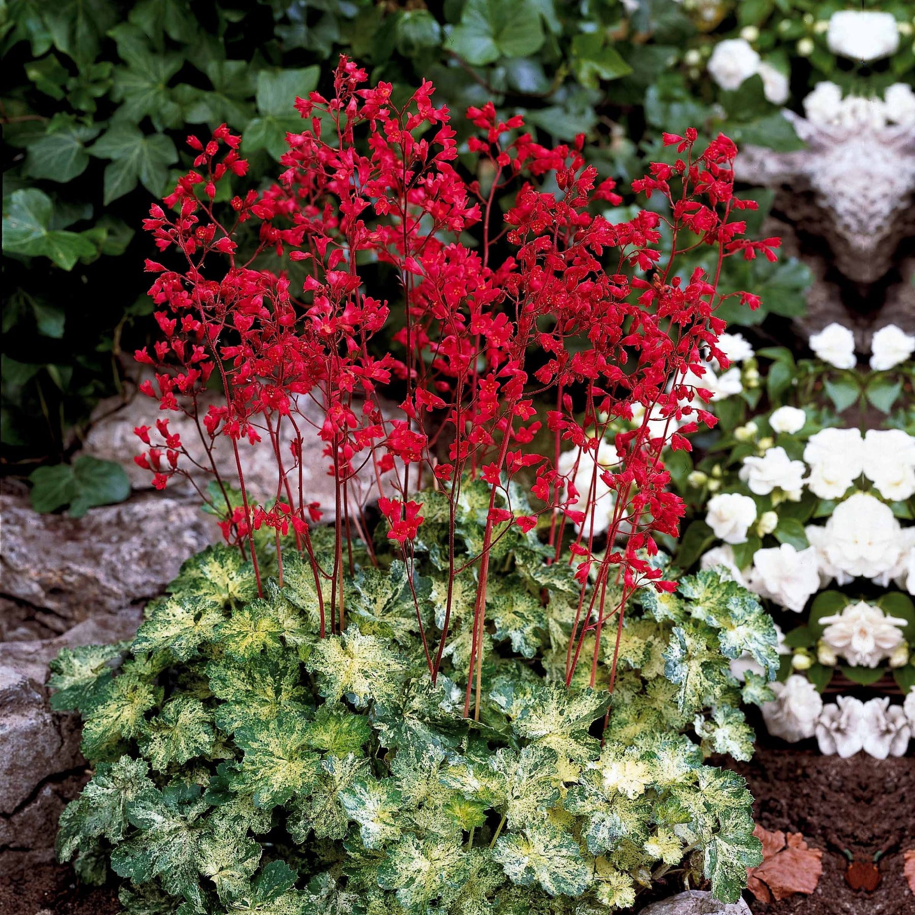 Purpurglöckchen-Hybriden Hercules ® (x3) - Heuchera hercules - Willemse
