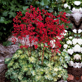 Purpurglöckchen-Hybriden Hercules ® (x3) - Heuchera hercules - Willemse