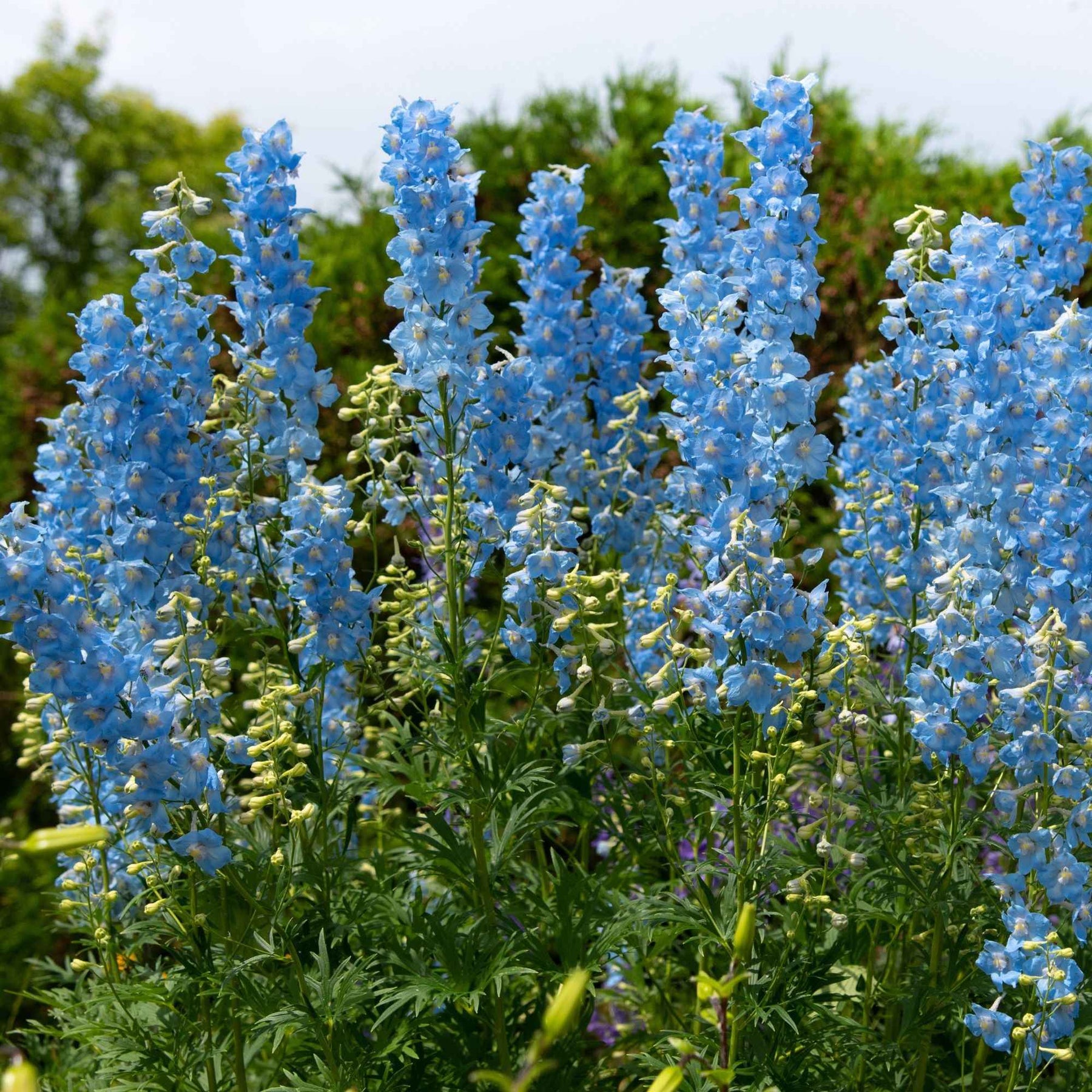 Rittersporn- & Fackellilien-Kollektion (x8) - Delphinium Sky Blue, Kniphofia Sunningdale Gold - Willemse