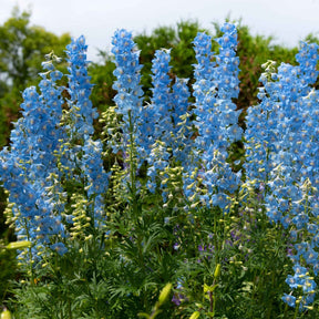 Rittersporn ‘Ciel Bleu’ (x5) - Willemse