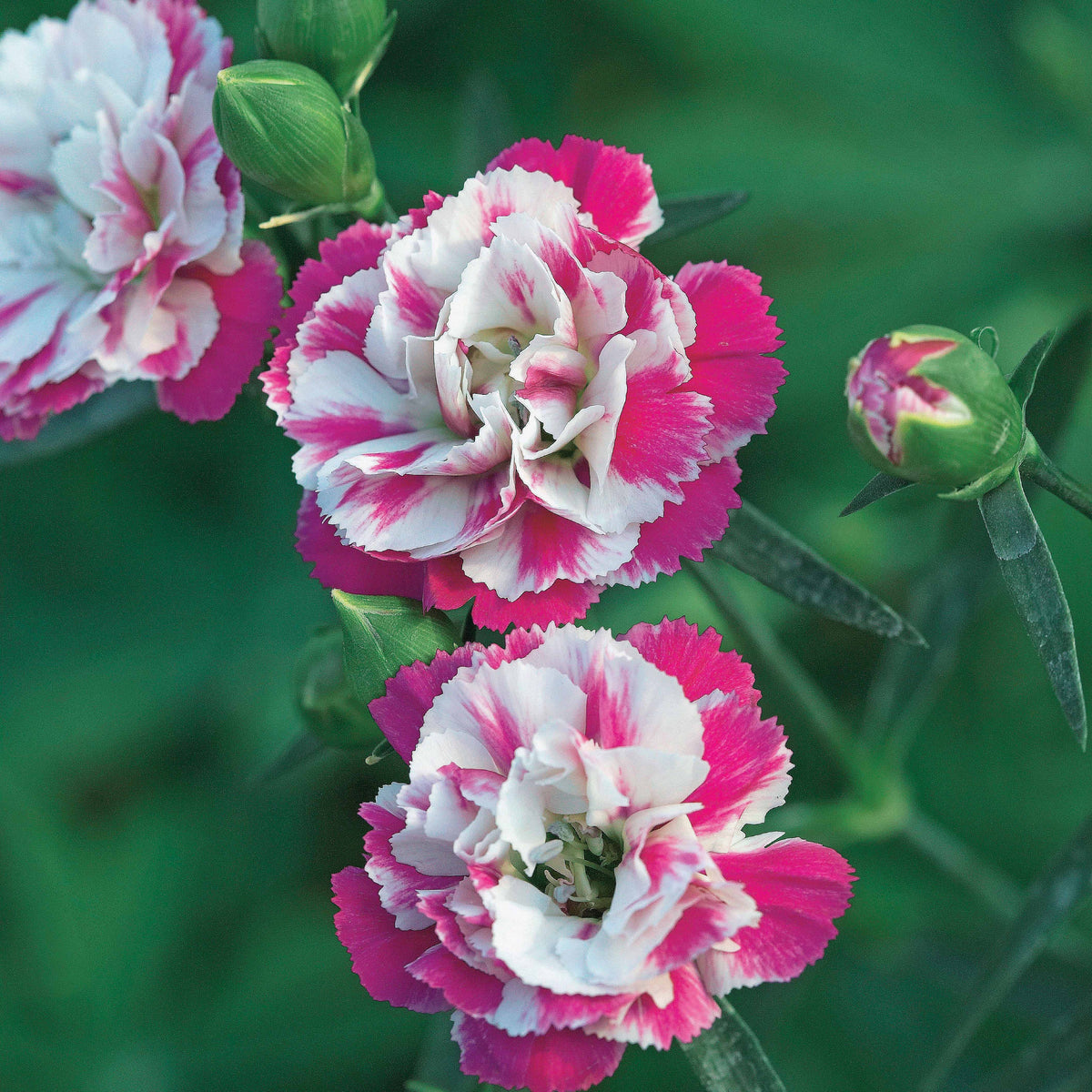 Pfingstnelke (x2) - Dianthus pink heaven - Willemse