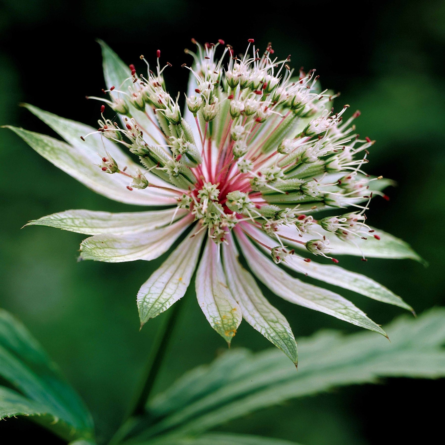 Sterndolde (x2) - Astrantia major star of royals - Willemse