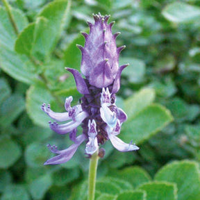 Terrasse und Balkon - Verpiss-dich-Pflanze (x3) - Coleus canina