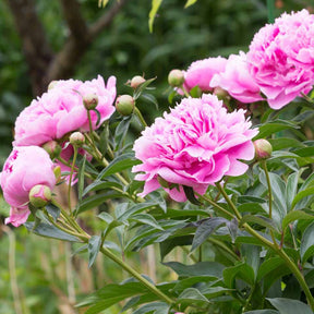 Paeonia lactiflora Sarah Bernhardt - Rosa Pfingstrose - Pfingstrosen