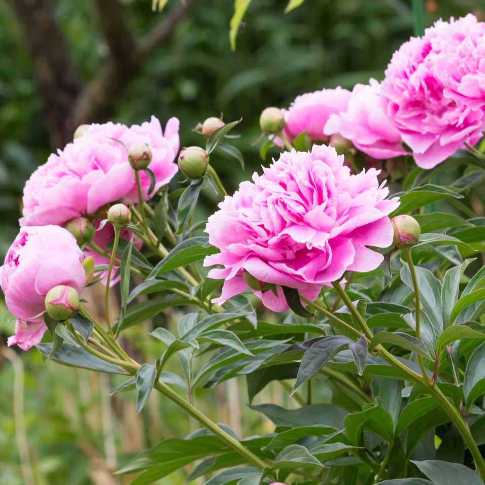 Paeonia lactiflora Sarah Bernhardt - Rosa Pfingstrose - Pfingstrosen