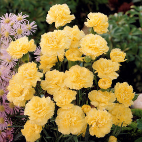 Nelken Grenadin gelb (x2) - Dianthus caryophyllus grenadin yellow - Willemse
