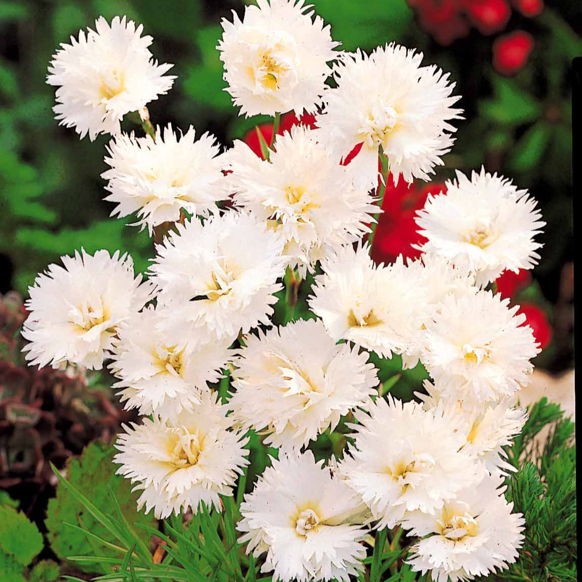 Nelken Grenadin white (x2) - Dianthus caryophyllus Grenadin white - Willemse