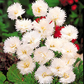 Nelken Grenadin white (x2) - Dianthus caryophyllus Grenadin white - Willemse
