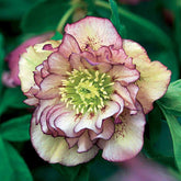 Christrose Double Ellen Picotée (x2) - Willemse