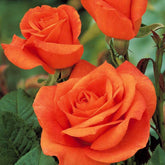 Strauchrose Doris Tysterman - Rosa doris tysterman - Willemse