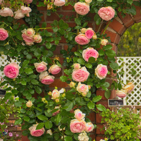 Kletterrose ‘Pierre de Ronsard®’ - Rosa grimpant Pierre de Ronsard® Meiviolin - Willemse