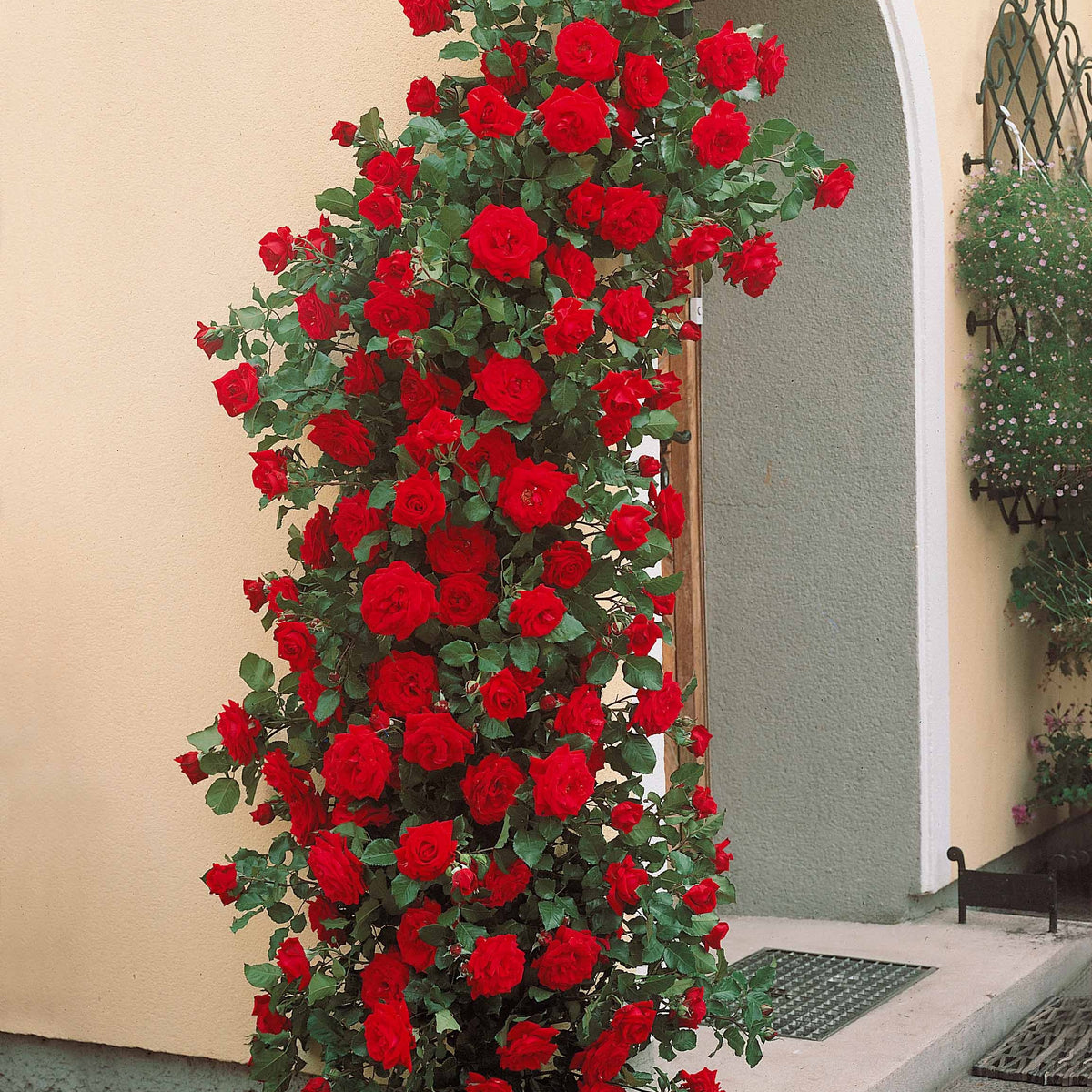 Rosa Musimara - Kletterrose Musimara - Kletterrosen