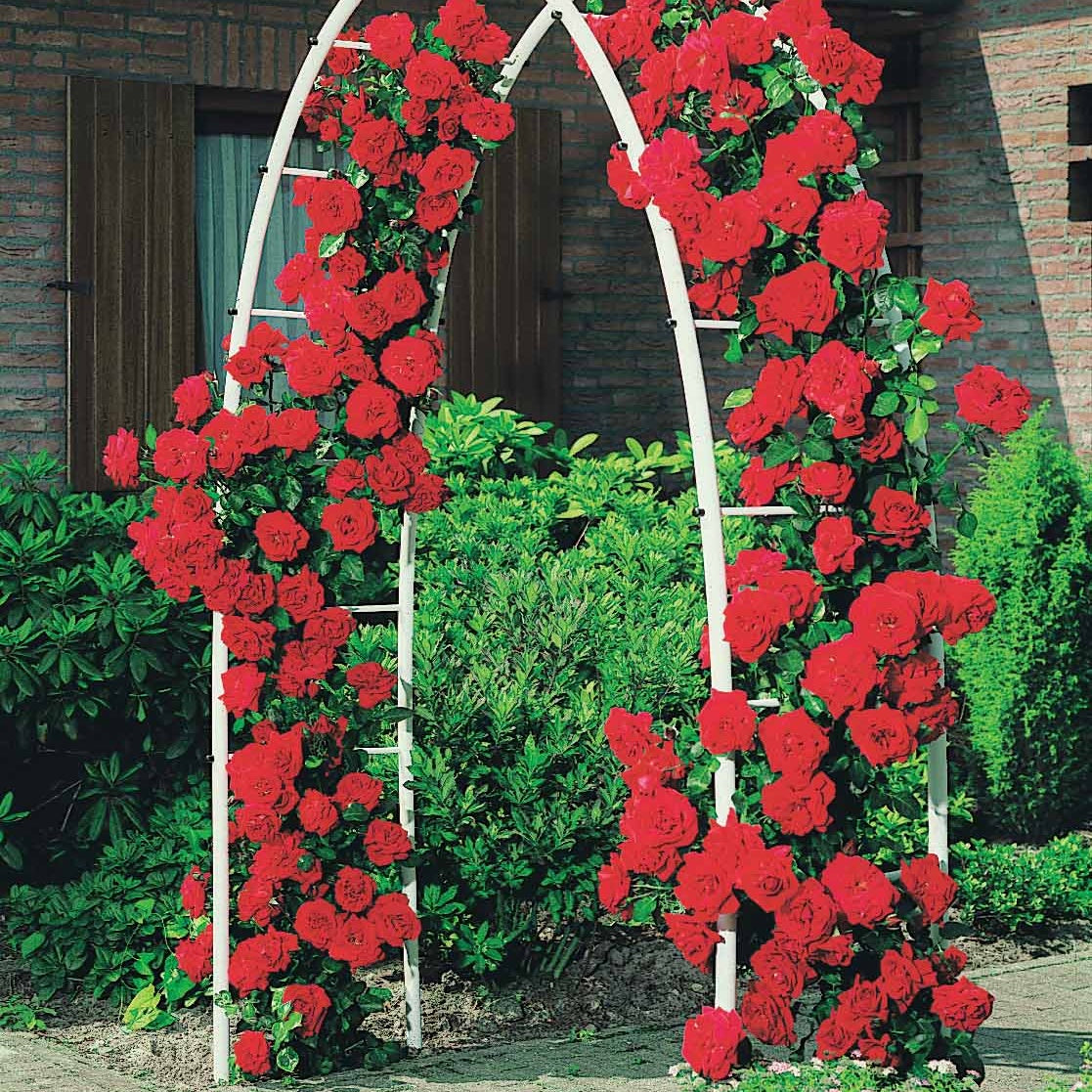 Kletterrose Musimara - Rosa Musimara - Willemse