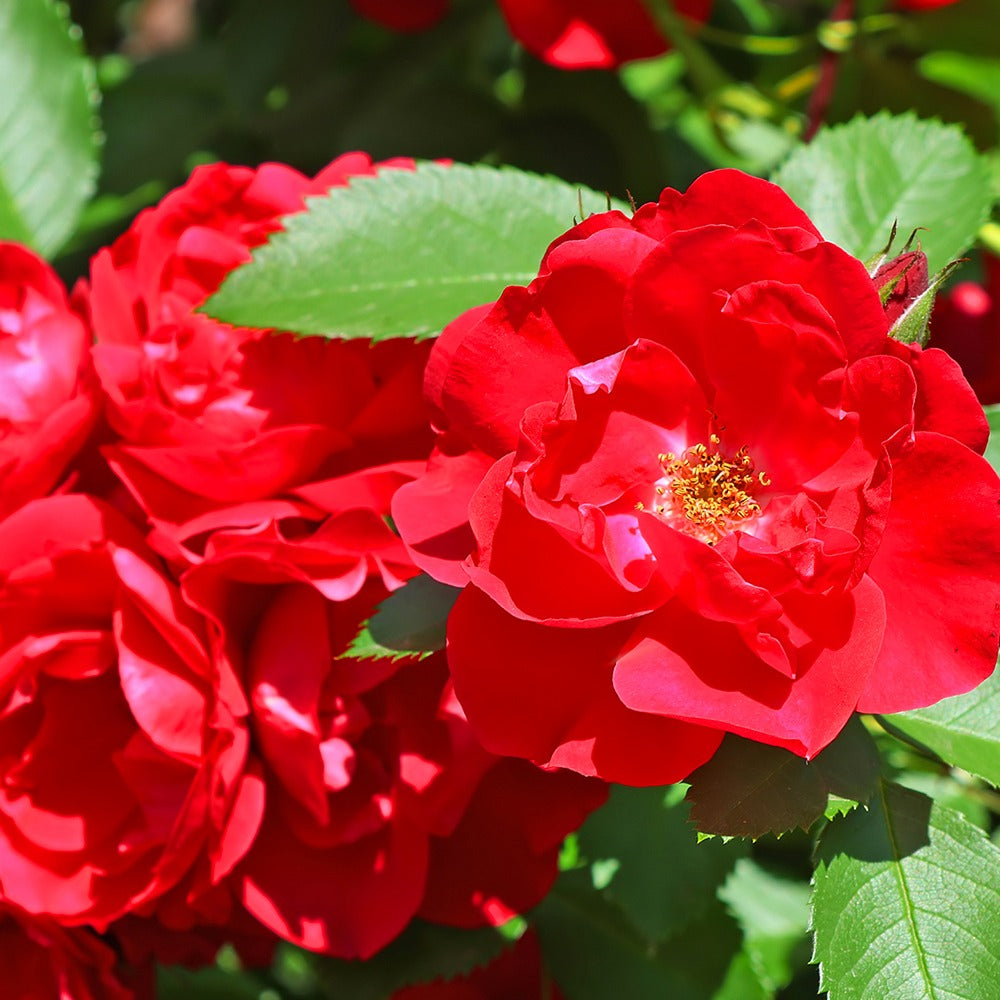 Rote Büschelrose - Rosa polyantha - Willemse