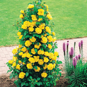 Strauchrose China Town - Willemse