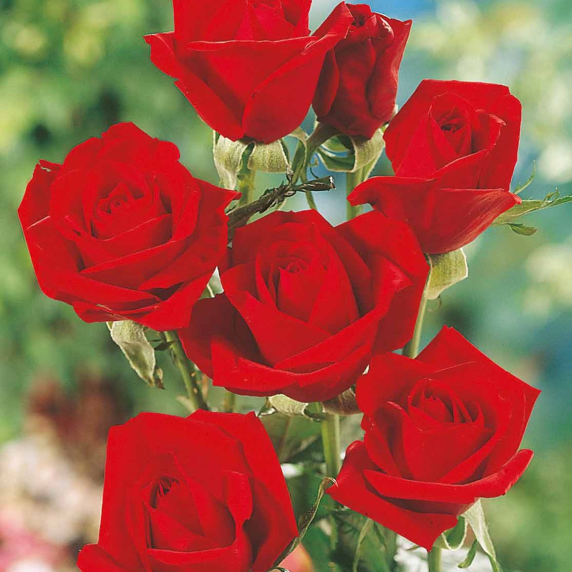 Rosa oklahoma - Edelrose Oklahoma - Rosen - Nackte Wurzeln