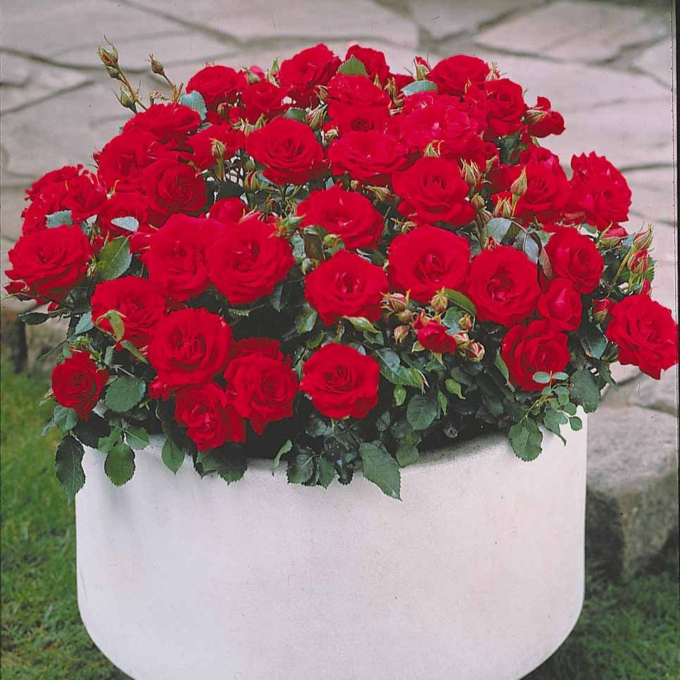 Randilla-Mini-Rosen: rot + gelb + rosa (x3) - Rosa randilla - Willemse