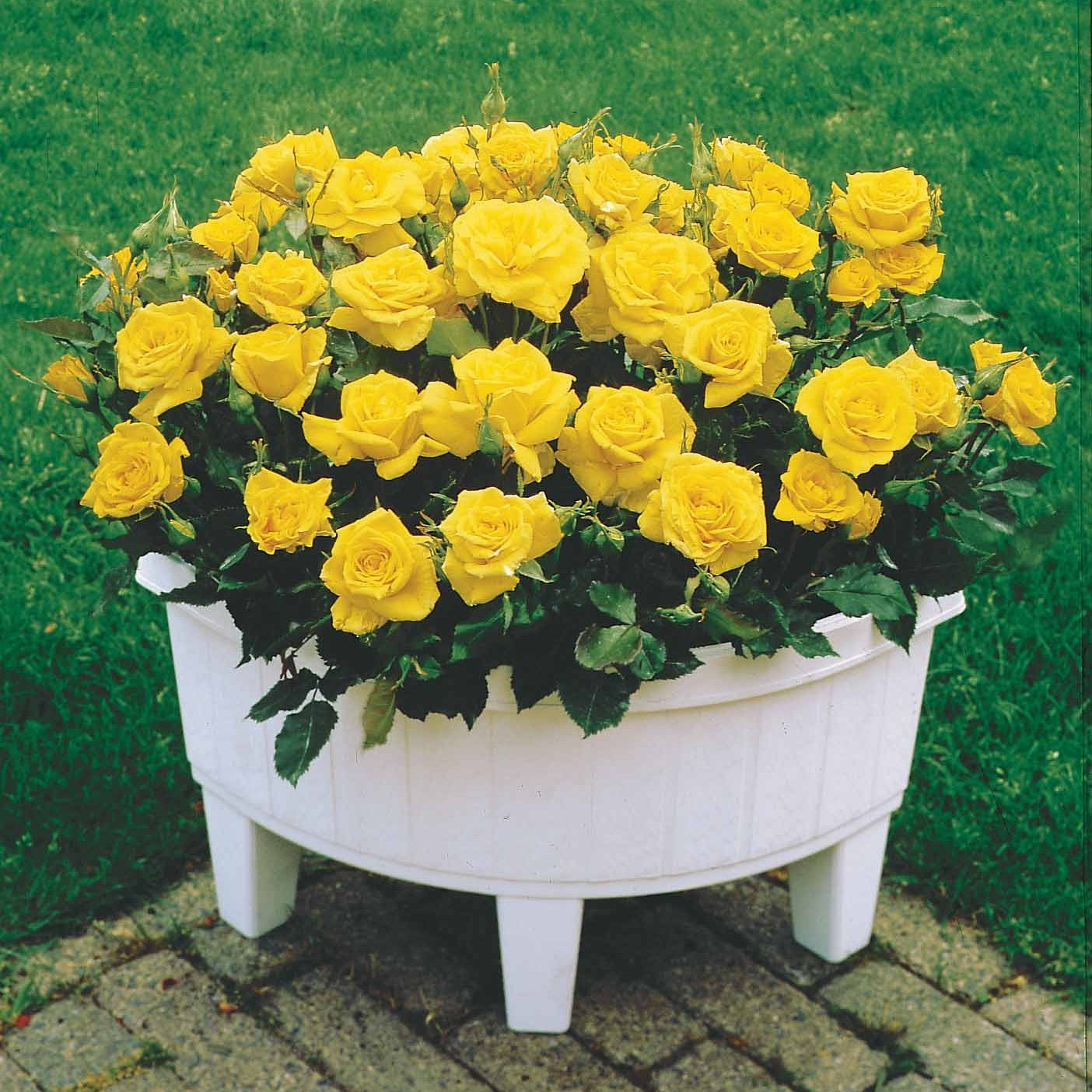 Mini-Rose Randilla gelb (x3) - Willemse