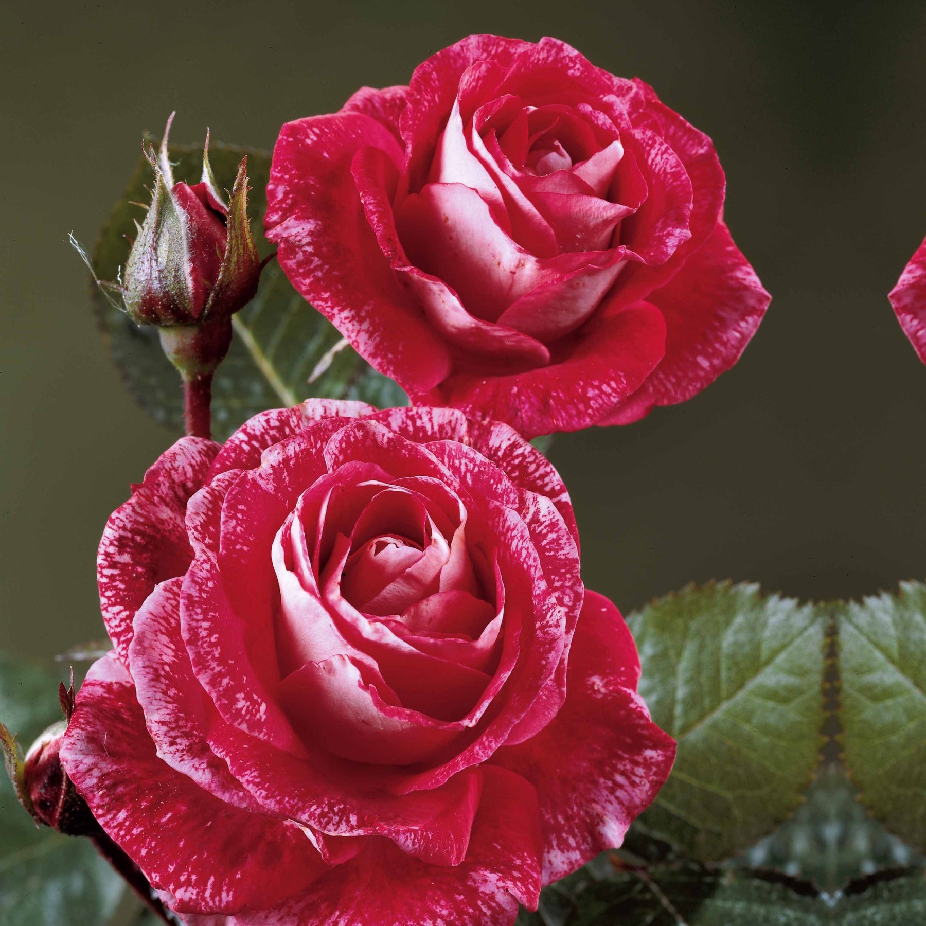 Strauchrose Famosa - Rosa Famosa