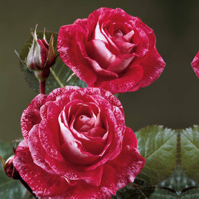 Strauchrose Famosa - Rosa Famosa