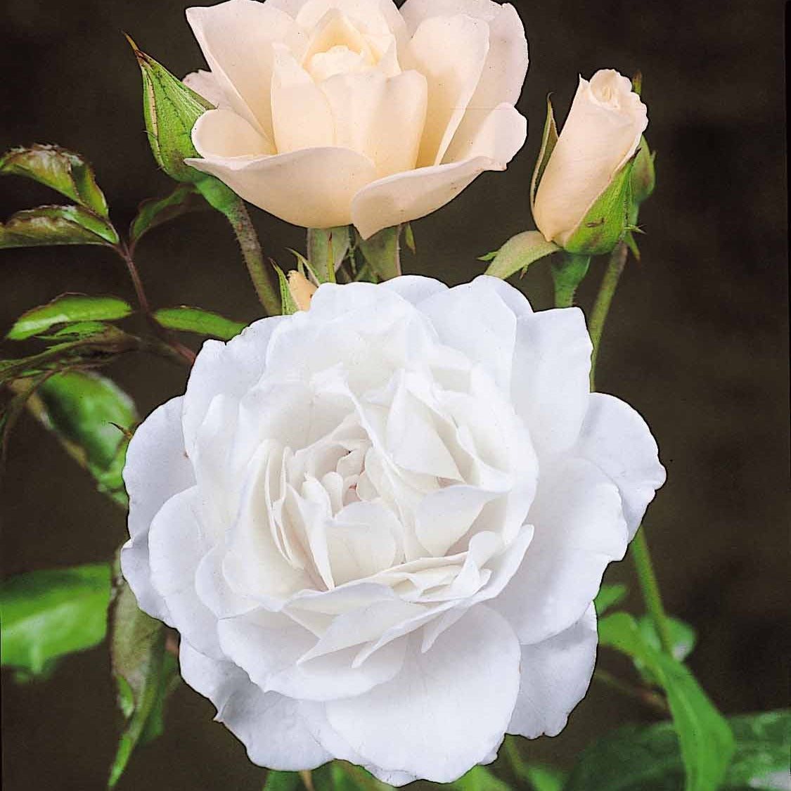 Strauchrose Korbin - Willemse