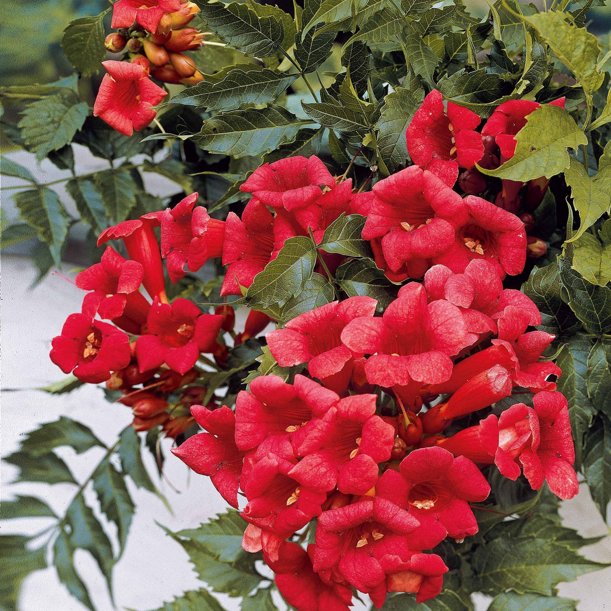 Campsis radicans x tagliabuana Madame Galen - Trompetenblume Madame Galen - Kletterpflanzen