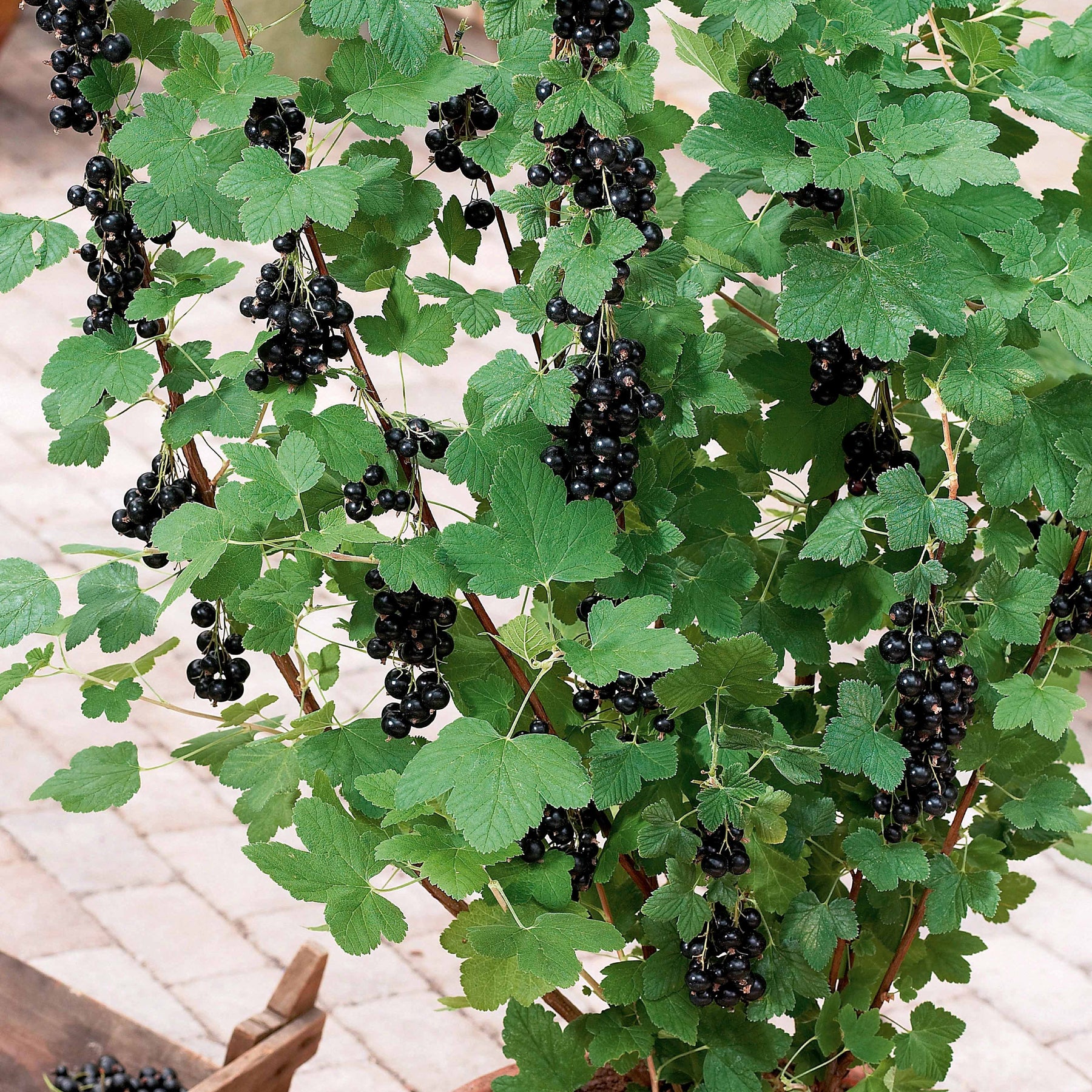 Schwarze Johannisbeeren - Schwarze Johannisbeere Andega - Ribes nigrum 'andega'