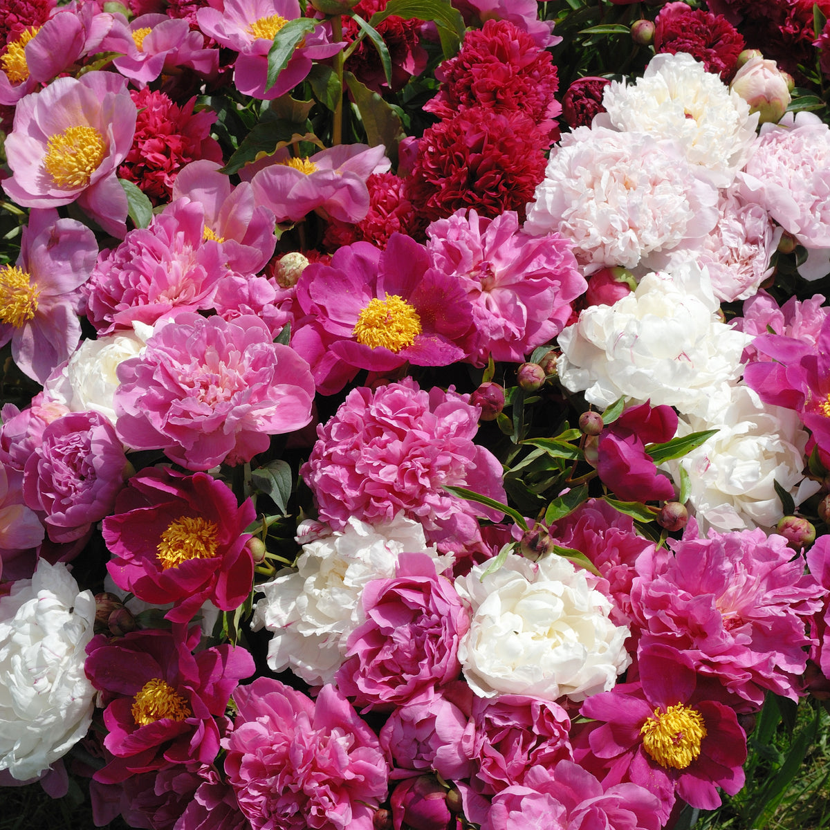 Duftende Pfingstrosen (1 rot + 1 rosa + 1 weiß) (x3) - Paeonia lactiflora - Willemse