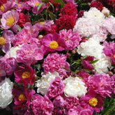 Duftende Pfingstrosen (1 rot + 1 rosa + 1 weiß) (x3) - Paeonia lactiflora - Willemse