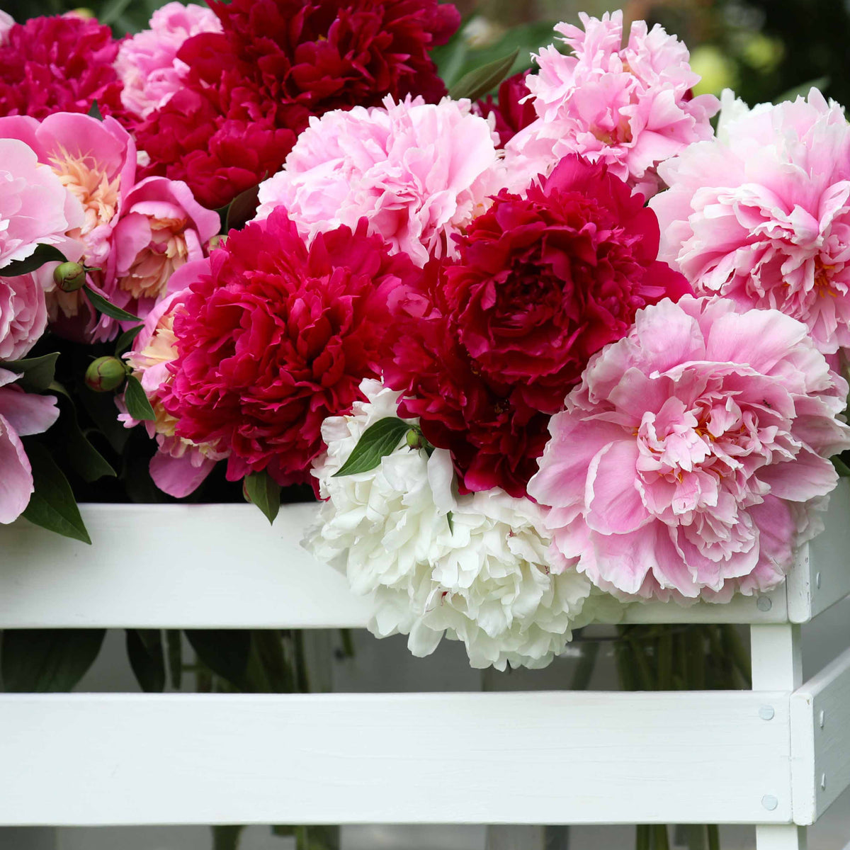 Duftende Pfingstrosen (1 rot + 1 rosa + 1 weiß) (x3) - Willemse