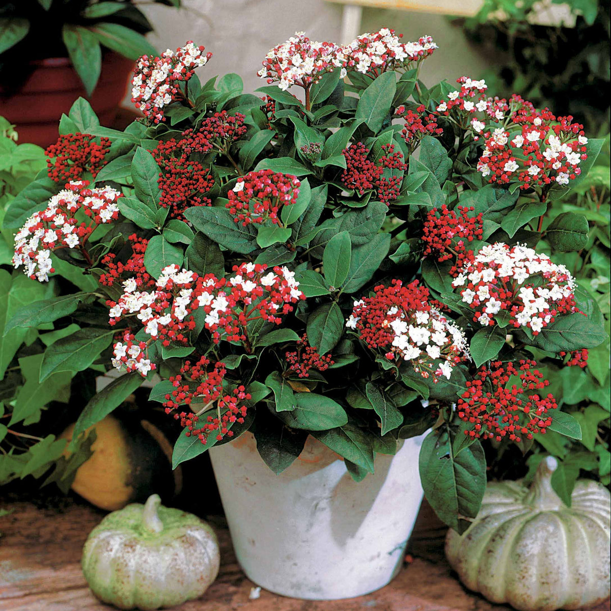 Viburnum tinus Spirit - Lorbeerschneeball Spirit - Viburnum