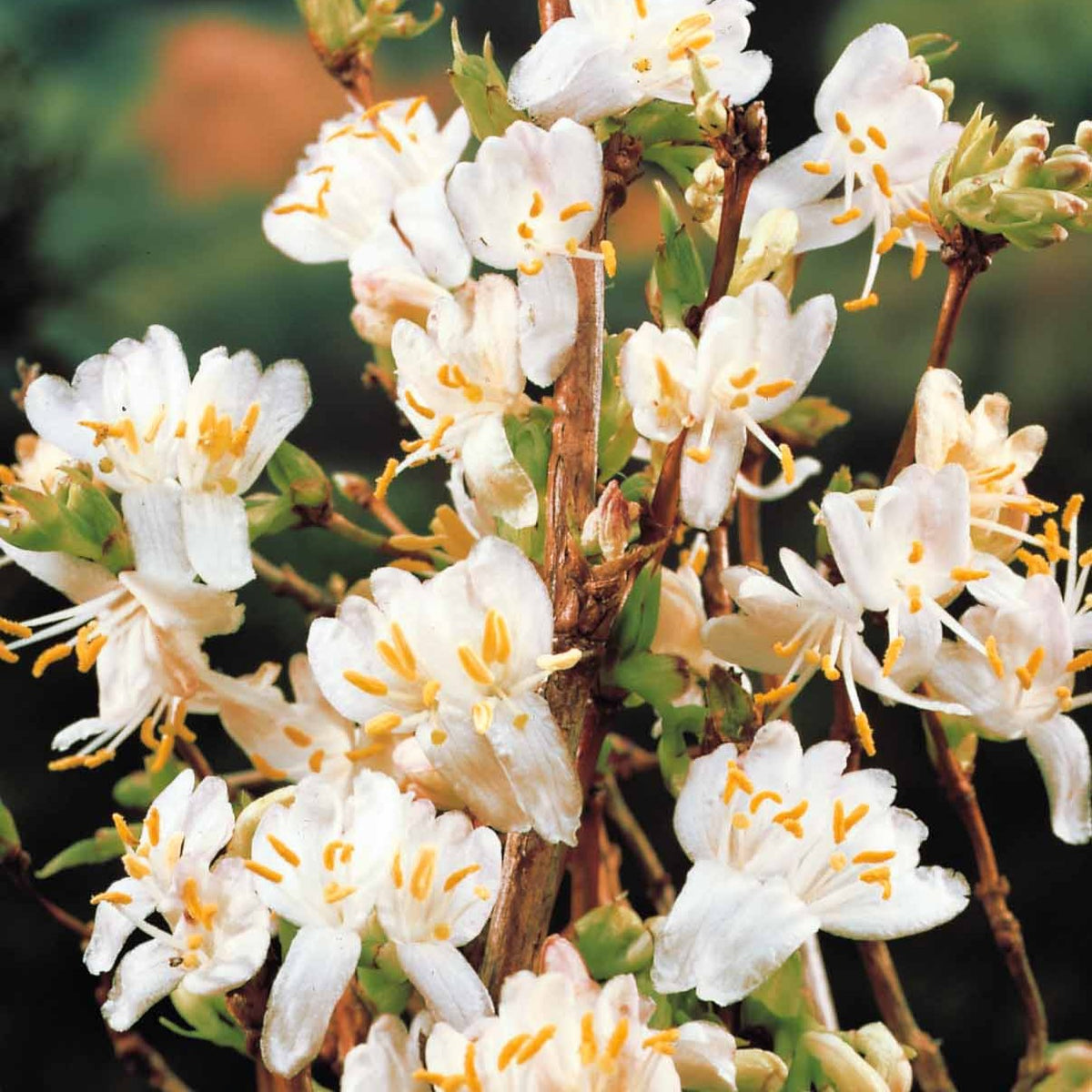 Duftheckenkirsche - Lonicera fragrantissima - Willemse