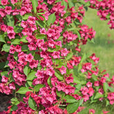 Weigelie Bristol Rubin - Weigela florida Bristol Ruby - Willemse