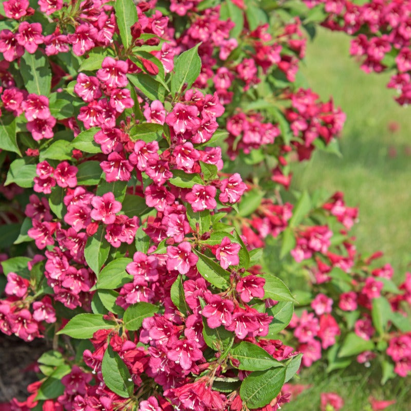Jardins - 3 Sträucher als Geschenk - Weigela Bristol Ruby,Philadelphus Virginal,Forsythia int. Spectabilis