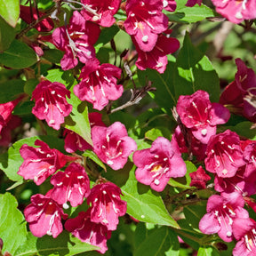 Verkauf 3 Sträucher als Geschenk - Weigela Bristol Ruby,Philadelphus Virginal,Forsythia int. Spectabilis