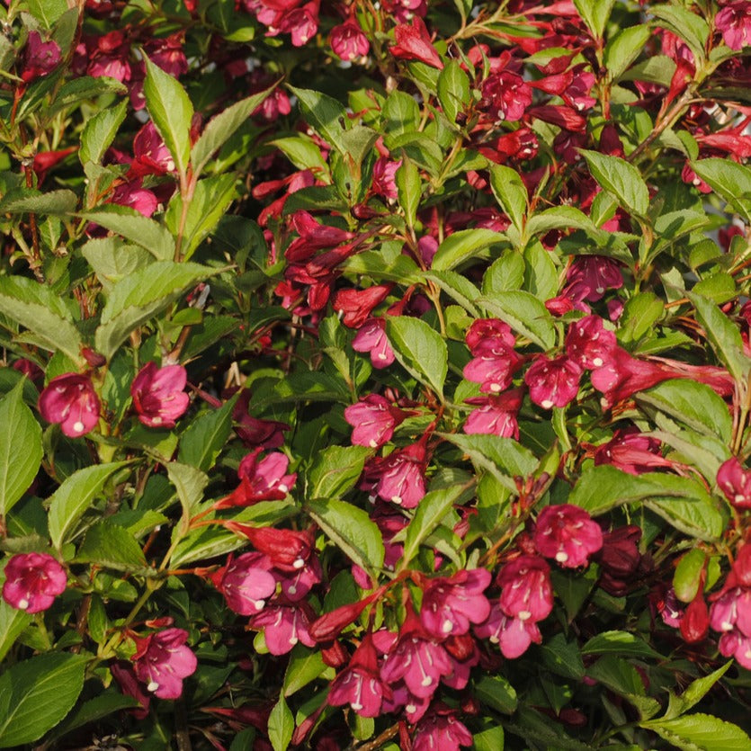 Sträucher - Weigelie Bristol Rubin - Weigela florida Bristol Ruby