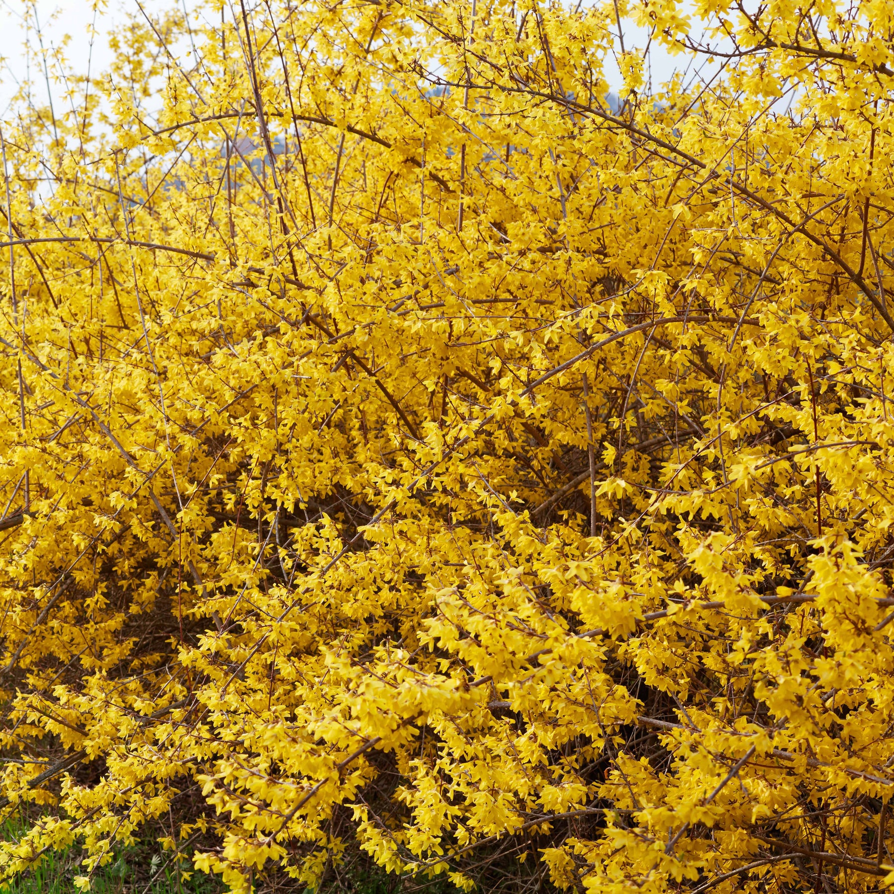 Sträucher - Goldglöckchen - Forsythia x intermedia Spectabilis