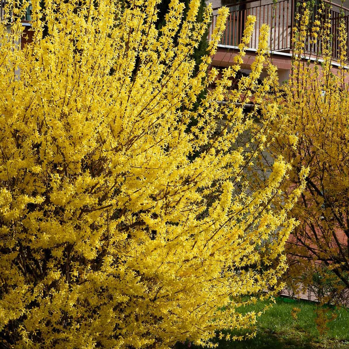 Verkauf Goldglöckchen - Forsythia x intermedia Spectabilis