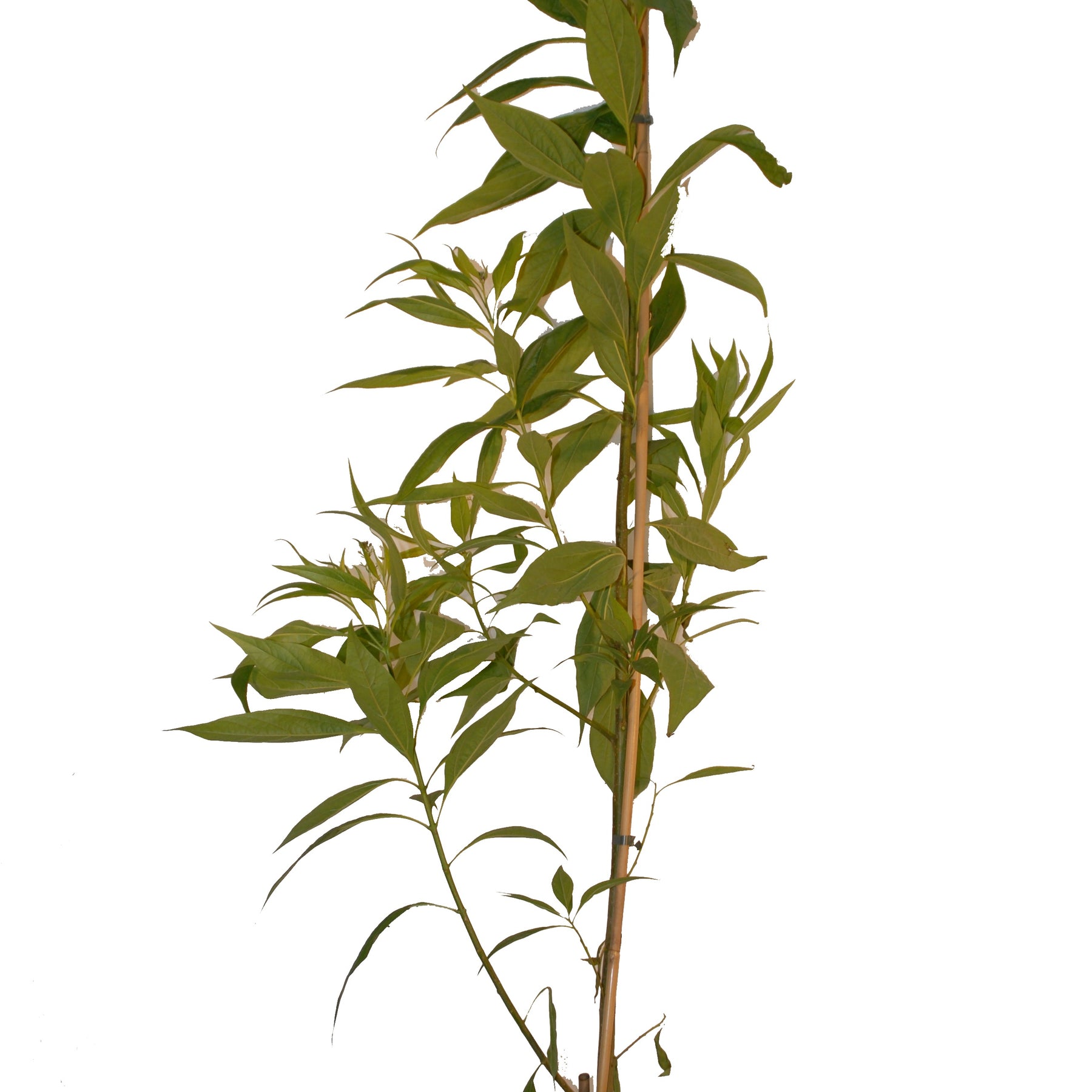 Chitalpa tashkentensis pink dawn - Baumoleander Pink Dawn - Balkonblumen