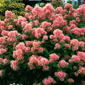 Verkauf Säckelblume Marie Simon - Ceanothus x pallidus marie simon