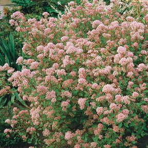 Säckelblume Marie Simon - Ceanothus x pallidus marie simon - Willemse